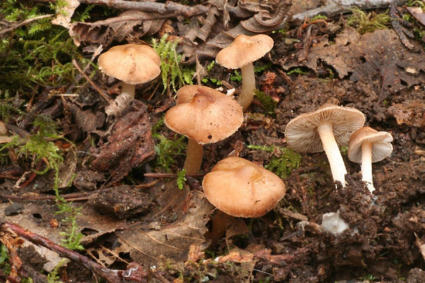 Inocybe nitidiuscula